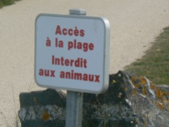 no-animals-on-beach